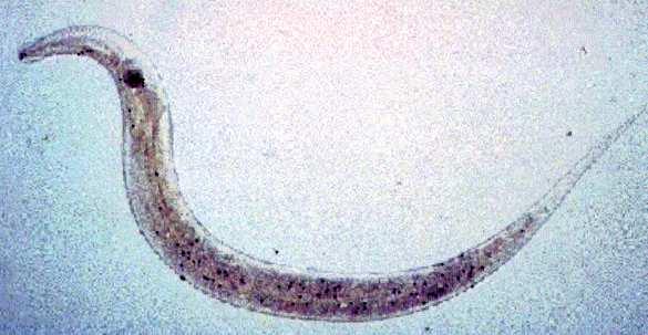 ENTEROBIUS VERMICULARIS Hembras.- 8-13 x 0.3-0.5 mm Huevos.- 50-60 x 20-32 µm Las hembras ponen los huevos en la región perianal. Estos huevos pueden embrionar en 6 horas.