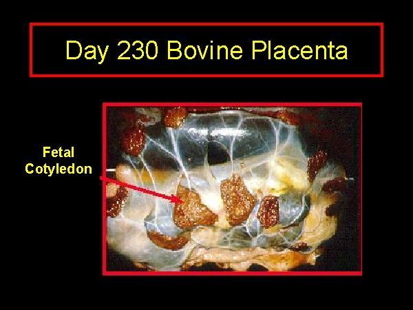 La Placenta: Que es?