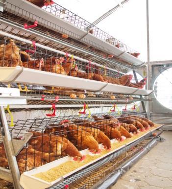cuya finalidad es la de producir aves reproductoras para producción de carne, por lo que a futuro serán