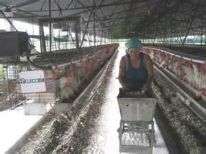 - JORNALEROS QUE TRABAJARON EN LAS LABORES AVICOLAS Cantidad de personas contratadas para la realización de las actividades avícolas, que cobran un salario por