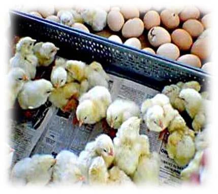 AVES DE CORRAL EXISTENCIAS DE AVES DE CORRAL Número total de gallos, gallinas, pollos y