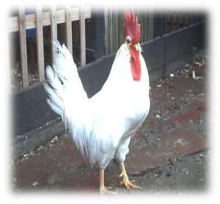 6.- GALLO Ave de corral macho cuya función es fecundar a la gallina con la finalidad de producir huevo fértil.