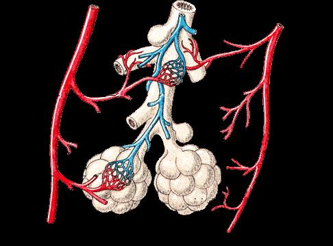 Intercostales internos Las finas paredes de los alvéolos pulmonares están recubiertos por vasos