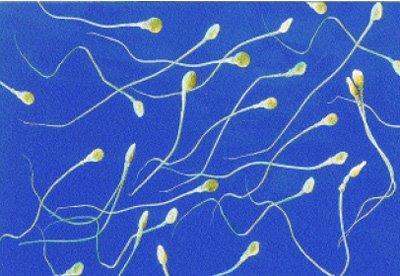 Los espermatozoides poseen largos flagelos para