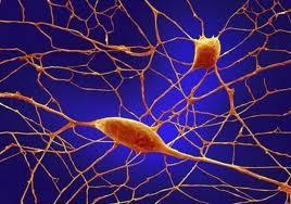 Las células nerviosas poseen largas