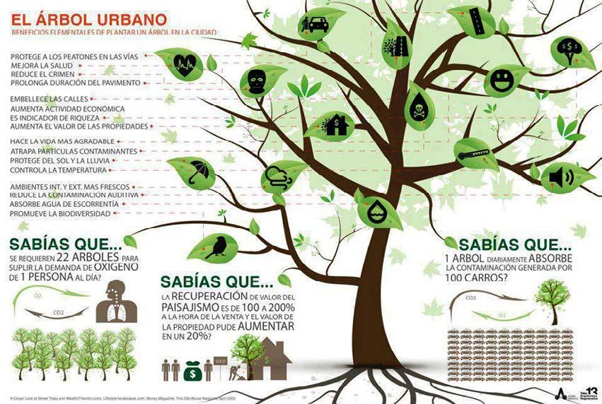 Recomendaciones Estos portales contienen información para que puedas reconocer los árboles más comunes de las ciudades. http://www.planverde.df.gob.mx/redarbol/ http://www.redarbol.com/ http://www.