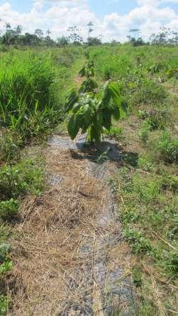 desmalezadas por año, estos cortes con malezas grandes no hacen daño al cultivo protegido con mulch, es más son una barrera contra los vientos en la primera etapa de intervención del cacao, pues se