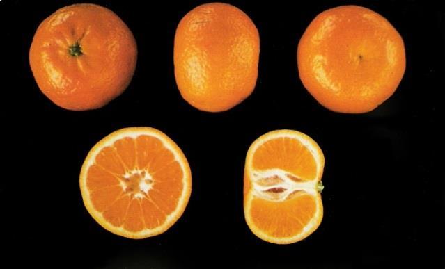 Introducción 1.2.1. Características principales de Clemenules Variedad originada por mutación espontánea de yema en un árbol de clementina Fina, detectada en 1953 en Nules (Castellón de la Plana).