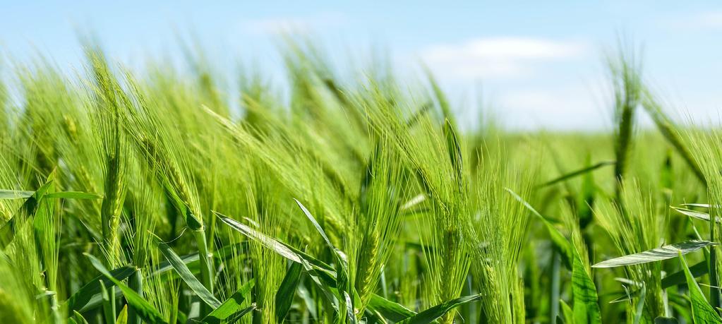 Presentación L a, a través de la Dirección de Estadística Agraria, presenta el documento Informe de Seguimiento Agroeconómico ISA correspondiente al primer trimestre del año 2017.