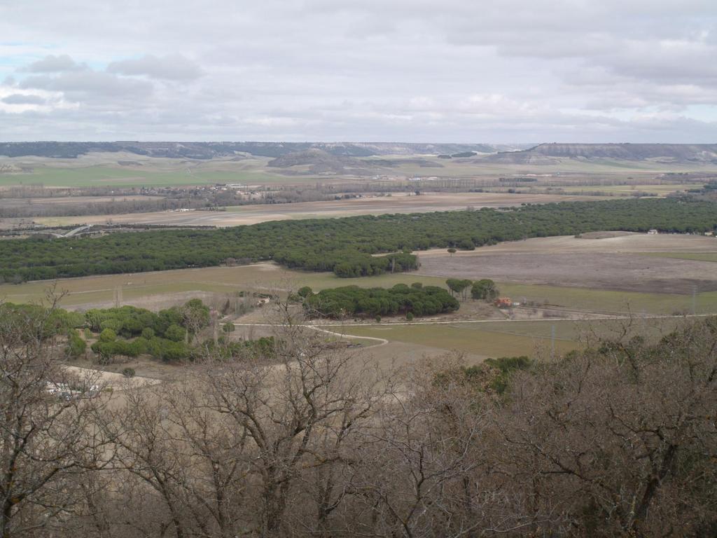 Vista del valle del Duero desde el Monte de Tudela Repoblación con pino carrasco (P.