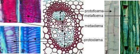 El protoxilema está formado por elementos anillados o espiralados (Figs. B-C), que permiten el estiramiento y frecuentemente se destruyen.
