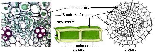 ENDODERMIS La "Banda de Caspary" se inicia con: 1) la deposición de películas de sustancias fenólicas y grasas en la laminilla media entre las paredes radiales de las células.