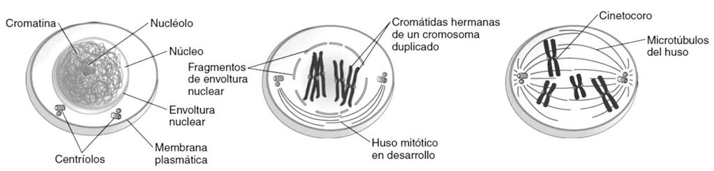 MITOSIS Interfase La célula realiza actividades vitales normales. Los cromosomas se duplican. Profase La cromatina condensada se presenta como cromosomas dobles.