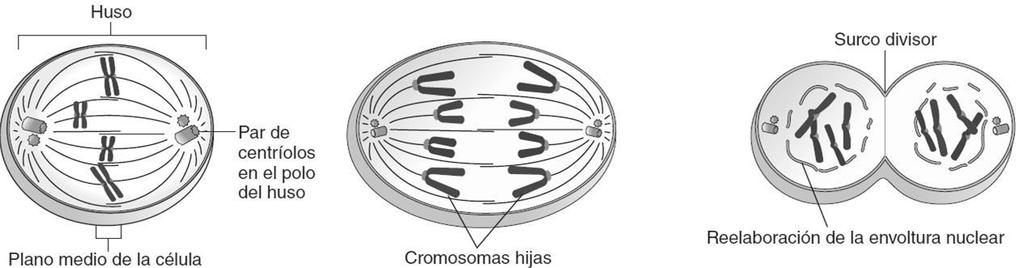 MITOSIS Metafase Los cromosomas se alinean en la placa metafásica. Los microtúbulos del huso conectan cada cromosoma a ambos polos. Anafase Las cromátidas hermanas se separan en sus centrómeros.