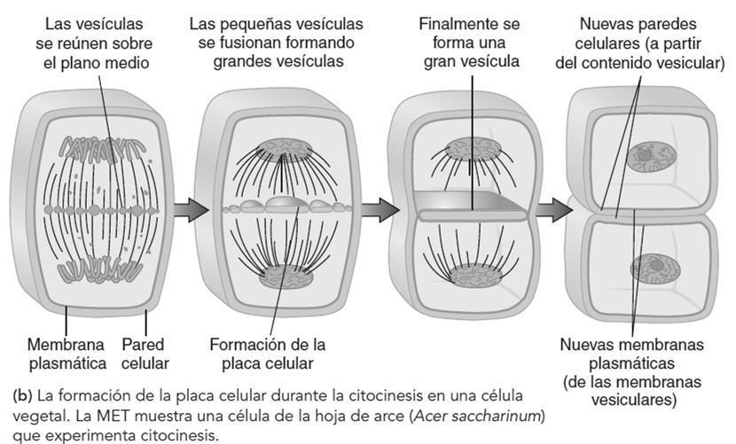 CITOCINESIS Célula vegetal: se forma una placa celular, como una línea de vesículas originadas en el complejo