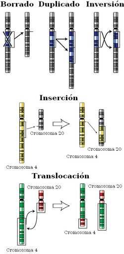1. Mutación: es la alteración al azar de la información que llevan los genes, se define como cambio heredable en la secuencia de ADN de un cromosoma NIVELES MUTACIONALES MUTACIÓN SOMÁTICA o EN LA