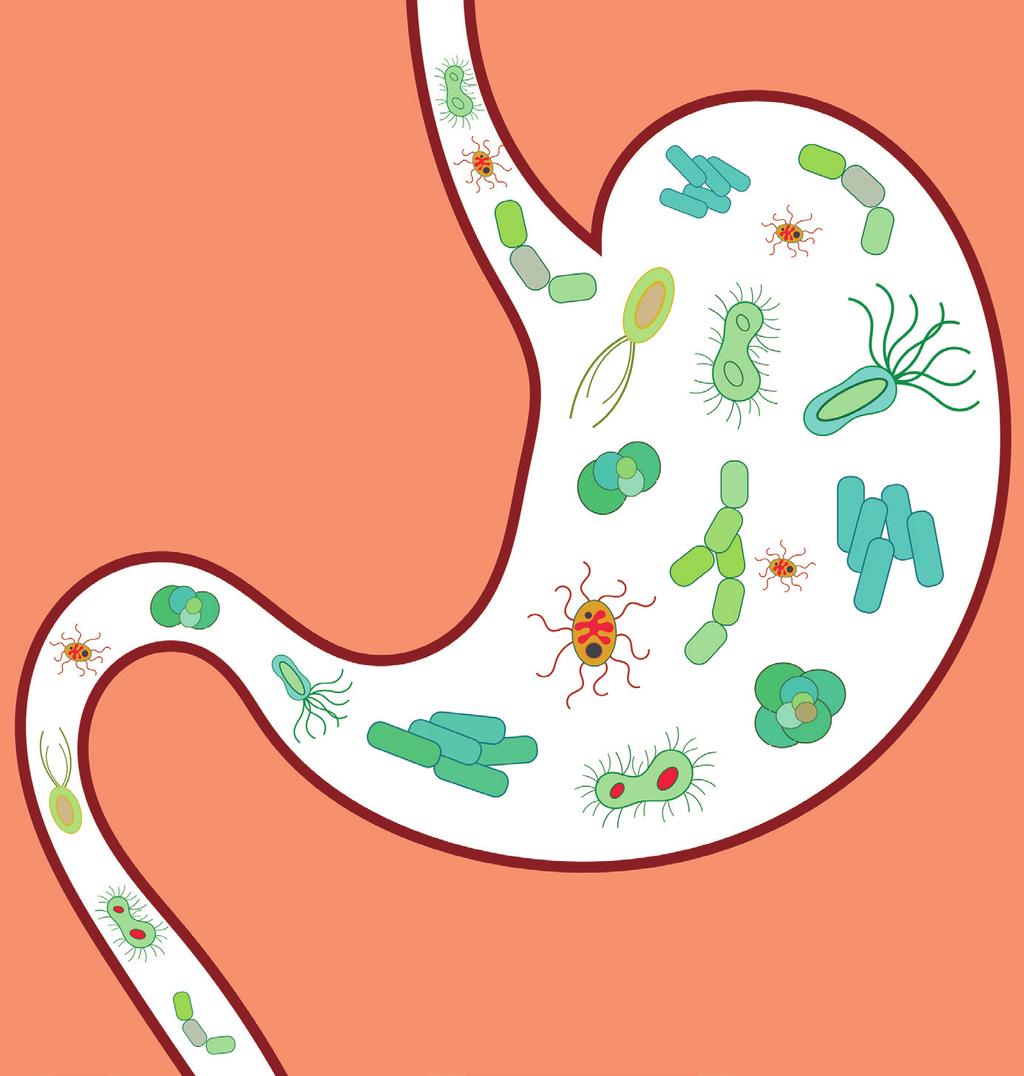 Nutrición Microbiota autóctona La microbiota engloba a la comunidad de microorganismos vivos pertenecientes a un nicho ecológico determinado, normalmente en la piel y en la superficie de las mucosas.