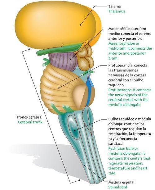 ENCÉFALO: TRONCO ENCEFÁLICO Mesencéfalo (encéfalo medio): transporta impulsos nerviosos entre la corteza cerebral y el puente, bulbo y médula espinal.