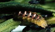 5) Dípteros (DIPTERA): Sírfidos: 3.2. Depredadores: tipos. 5) Dípteros (DIPTERA): Algunas familias son depredadoras, tanto larvas como adultos.