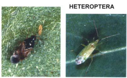 6) Heterópteros (HETEROPTERA): 6) Heterópteros (HETEROPTERA): Ninfas y adultos depredadores bastante generalistas, presas en función del tamaño.