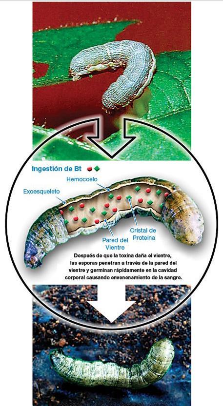 Bacterias entomopatógenas Bacillus thuringiensis (Bt) Contienen cristales de endotoxinas proteicas y esporas Cristal