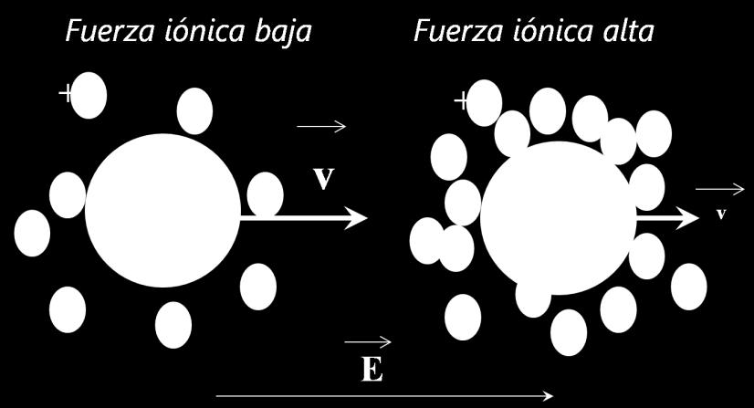 En el caso de la electroforesis la presencia de electrolitos en el entorno tiende a contrarrestar la migración de la partícula en estudio, puesto que los contraiones tienden a moverse en sentido
