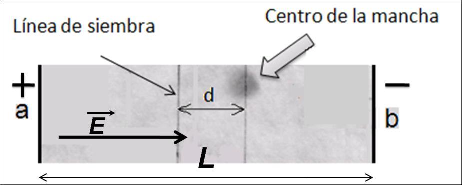 Analicemos el esquema de una corrida electroforética en la que se utiliza la técnica de electroforesis de zona, es decir la realizada sobre un soporte de papel, acetato de celulosa, geles de
