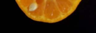 Ellendale Es un híbrido de naranjo y mandarina.