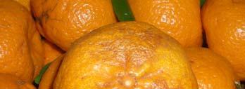 Calidad de la oferta A diferencia de las manzanas y peras que tienen un período de conservación en cámara elevado (de 30 a 180 días dependiendo de la variedad), las naranjas, y especialmente las