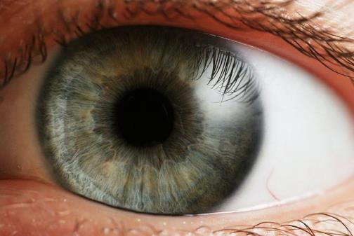 La visión o Permite captar el 90% de los estímulos del ambiente o En la mayoría de animales los ojos son los órganos de la visión Características del ojo