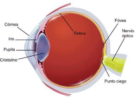 Estructura del globo ocular Punto ciego: desde donde emerge el nervio óptico que se dirige al encéfalo