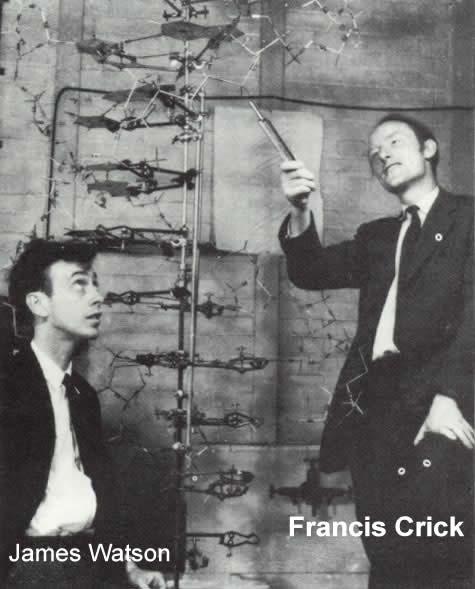 1953: Watson y Francis