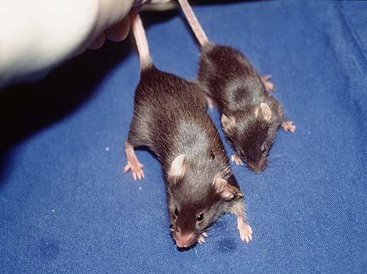 1982: Se consigue el primer animal (ratón) transgénico, insertando el