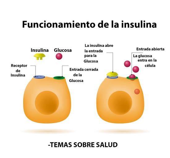 insulina Humana