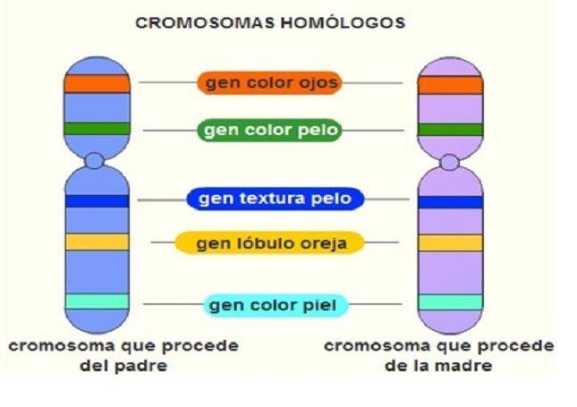 Cromosomas homólogos Los cromosomas de organismos diploides se presentan en pares llamados