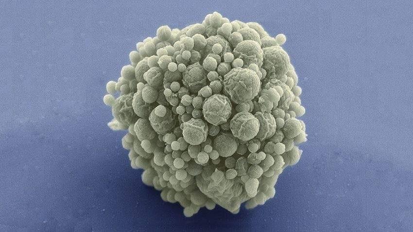 La Primera Célula sintética La nueva célula bacteriana contiene únicamente