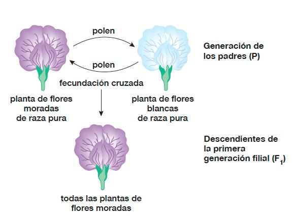 Cruza de plantas de chícharo de raza pura para flores