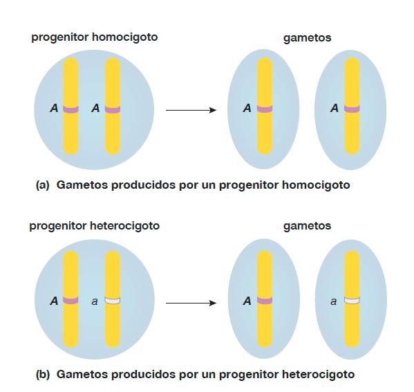 Todos los gametos producidos por los organismos homocigotos contienen el mismo alelo.