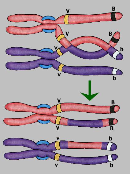LIGAMIENTO Dos loci están ligados cuando se encuentran situados sobre el mismo cromosoma.
