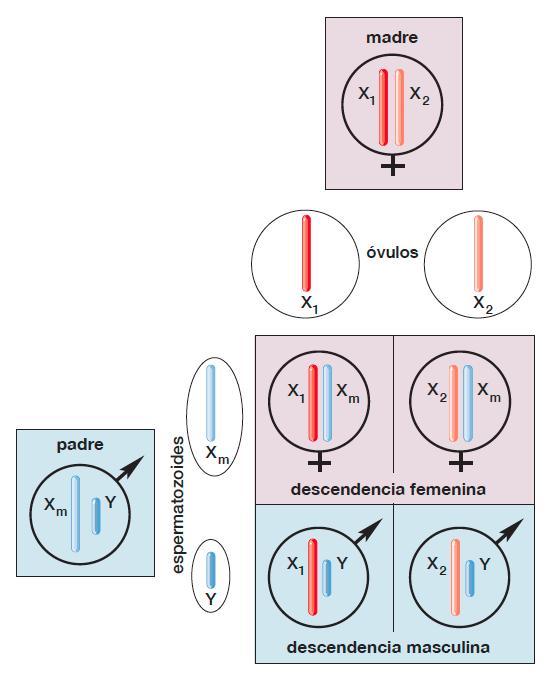 Determinación genética del sexo Sistema XY Cada óvulo tiene 22 autosomas y un cromosoma X La mitad de