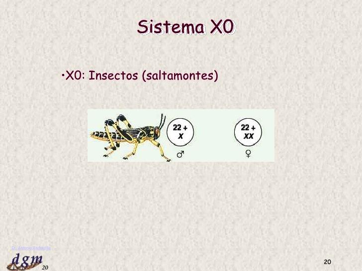 Sistema X0 Existe un solo cromosoma sexual. El individuo XX es de un sexo, generalmente hembra, y el X0 del otro, macho (0 indica ausencia de Y).