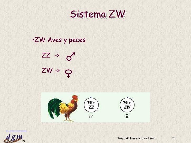 Sistema ZW Existen dos cromosomas sexuales, W y Z.