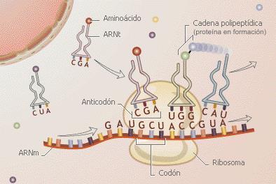 Proceso de traducción 1. ARN sale del núcleo 3.3 TRADUCCIÓN 2. ARN se sitúa sobre el ribosoma 3.