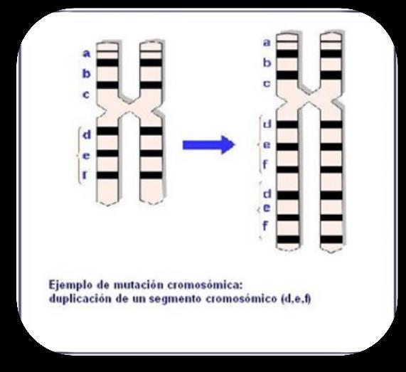 Mutaciones cromosómicas: Afectan a la estructura de los
