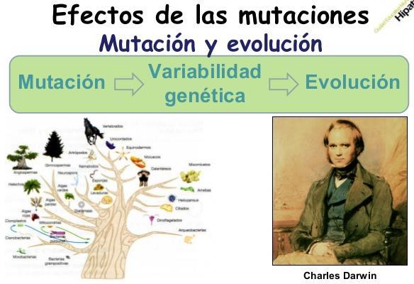 4.2 Las mutaciones y la evolución Sin mutación no hay evolución Las mutaciones Variabilidad genética Las mutaciones pueden conferir caracteres perjudiciales o