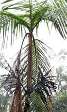 Arecaceae Euterpe precatoria Mart. var. longevaginata (Mart.) A.J. Hend. Palmito, Rabí horcado Descripción: palma de 3 a 20 m de altura. Hojas compuestas, alternas, de 2,5 a 4 m de largo, sin espinas.