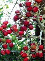 Frutos de 2 a 3 cm de largo, de color rojo al madurar, subglobosos, semillas de aproximadamente 2 cm de largo. Distribución y fenología: nativa del Pacífico Sur, cultivada en los países tropicales.