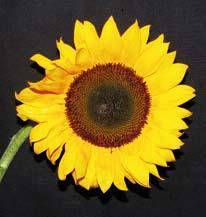 Inflorescencias subglobosas, terminales, de 10 a 40 cm de diámetro, con muchas flores de color amarilloanaranjado o amarillo.