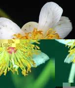 Inflorescencias cimosas, axilares, de hasta 13 cm de largo, con pocas flores, de color blanco, pedicelos de 15 a 40 mm de largo, corola de aproximadamente 2 cm de largo.
