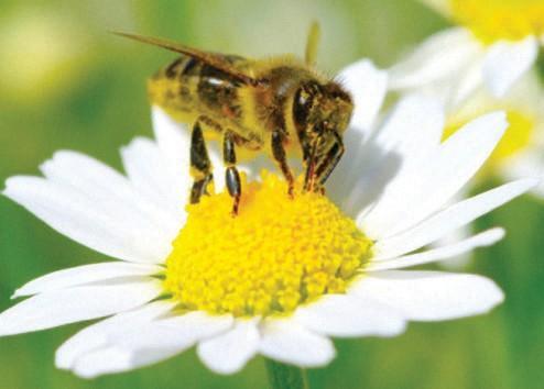 Qué piensas? Esta abeja recoge el polen de la flor de una planta. Utiliza el polen para hacer comida para ella misma y para otras abejas.